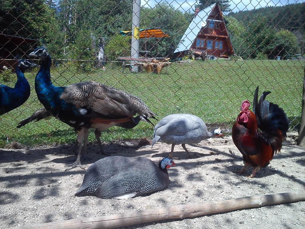 Rusaliite Adventure House Bachevo (Blagoevgrad) Exterior foto